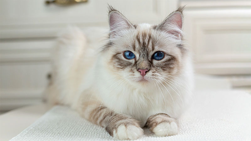 Бирманская кошка с голубыми глазами