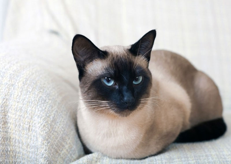  Сіамська кішка з блакитними очима