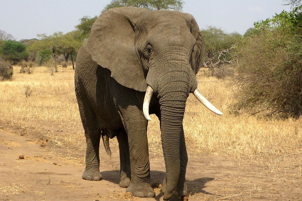 Скільки важить слон
